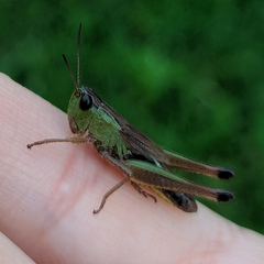 Pseudochorthippus parallelus