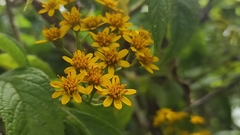 Verbesina perymenioides