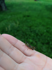 Pseudochorthippus parallelus