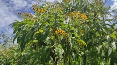 Verbesina perymenioides