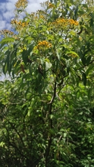 Verbesina perymenioides