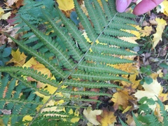 Dryopteris filix-mas