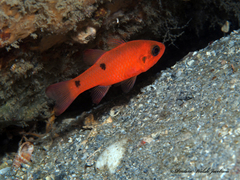 Apogon pseudomaculatus