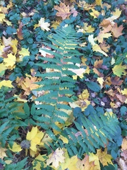 Dryopteris filix-mas