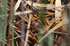Lithobates virgatipes