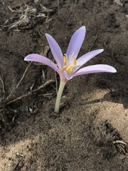 Colchicum longifolium