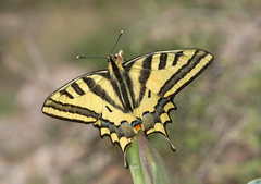 Papilio alexanor