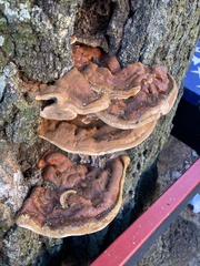 Ganoderma sessile
