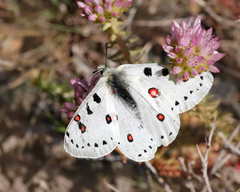 Parnassius apollonius
