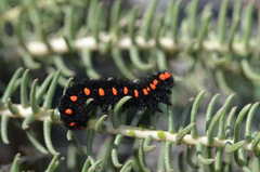 Parnassius apollonius