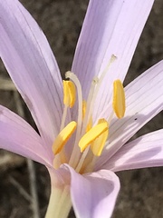 Colchicum longifolium