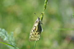Parnassius ariadne