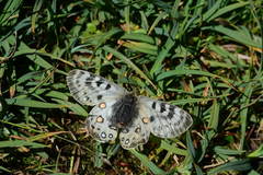 Parnassius delphius