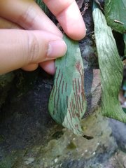 Antrophyum formosanum