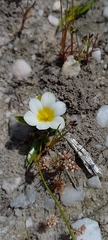 Moraea luteoalba