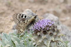 Parnassius delphius