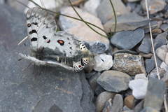 Parnassius jacquemontii