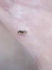 Teliapsocus conterminus