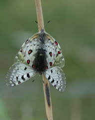 Parnassius jacquemontii