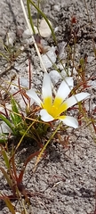 Moraea luteoalba