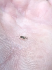 Teliapsocus conterminus