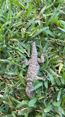 Sceloporus cyanogenys