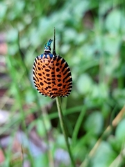 Pseudatteria leopardina image