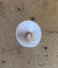 Calyptraea mamillaris