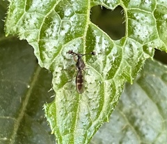 Diasemopsis aethiopica