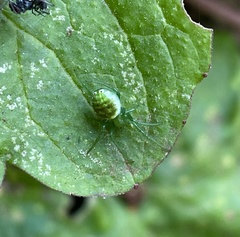 Prasonica seriata