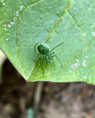 Prasonica seriata