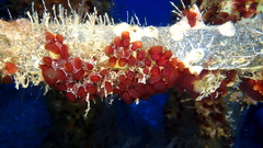 Distaplia