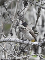 Chamaeleonidae