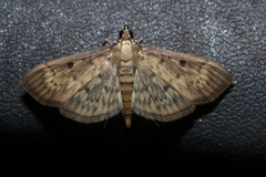 Herpetogramma fluctuosalis