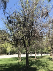 Gleditsia triacanthos
