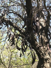 Gleditsia triacanthos
