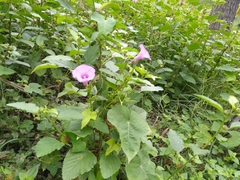 Ipomoea cordatotriloba