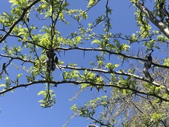 Gleditsia triacanthos