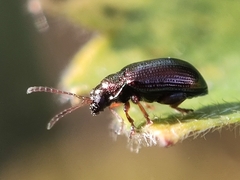 Crepidodera fulvicornis