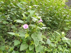 Ipomoea cordatotriloba