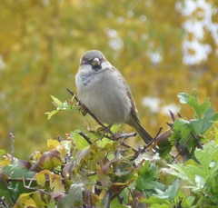 Passer domesticus