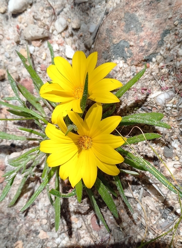 Image of Gazania serrata by (c) Ian Webb, some rights reserved (CC BY)