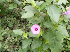 Ipomoea cordatotriloba
