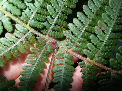 Image of Dotted Beadfern (Hypolepis punctata) by (c) 呂一起(Lu i-chi), some rights reserved (CC BY)