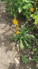 Echeandia montealbanensis