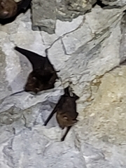 Hipposideros armiger