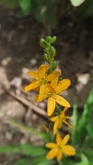 Echeandia montealbanensis