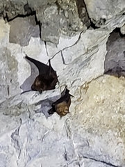 Hipposideros armiger