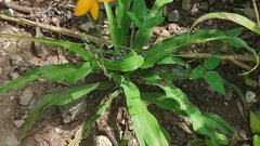 Echeandia montealbanensis