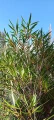 Metrosideros angustifolia